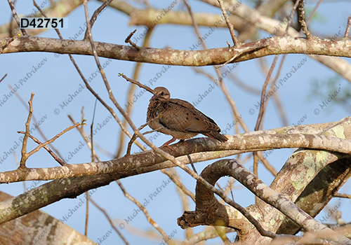 Eared Dove (Zenaida auriculata)